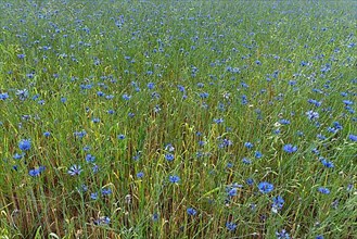 Cornflowers