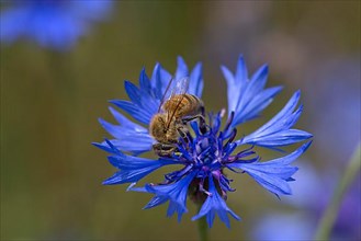 Honey bee