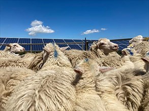 Moorland sheep grazing a solar park