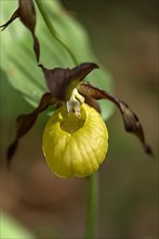 Flowering yellow lady's slipper orchid
