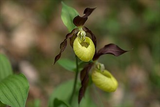 Flowering yellow lady's slipper orchid