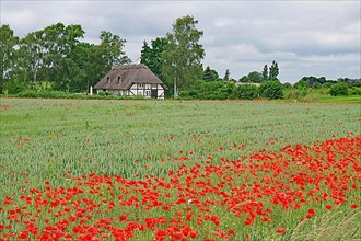 Poppy field and half-timbered house with thatched roof