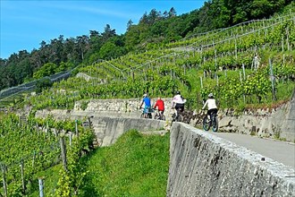 Cycling tour through the vineyards in the wine-growing region of Twann