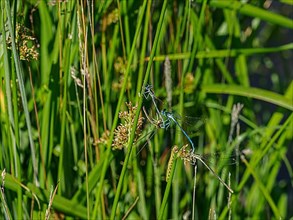 Dragonflies in mating on a branch of grass