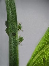 Leaf lice on flower stem