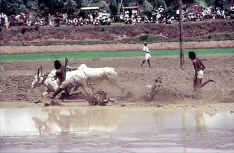 A jockey lying in the racing field in Maramadi or Kalappoottu is a type of cattle race conducted in Kundara Pillaveettil paddy fields in Kollam