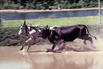 Racing bullocks after the jockey fell down in Maramadi or Kalappoottu is a type of cattle race conducted in Chithali near Palakkad
