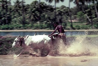 Racing bullocks and jockey with splashing waters in Maramadi or Kalappoottu is a type of cattle race conducted in Chithali near Palakkad