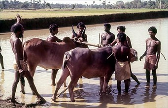 The position of the plank on which the jockey sets his feet when starting the race. Maramadi or Kalappoottu is a type of cattle race conducted in Chithali near Palakkad