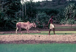 A man bringing his bullock for the race in Maramadi or Kalappoottu is a type of cattle race conducted in Chithali near Palakkad
