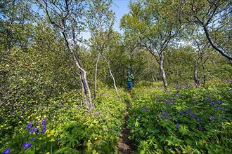 Hiker on footpath in forest with small birch trees and flower meadow