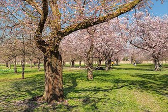 Cherry blossom in the baroque garden of Schwetzingen Palace