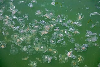 Jellyfish in the harbour basin