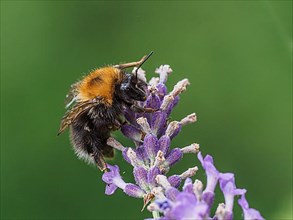 Bumblebee on lavender flower