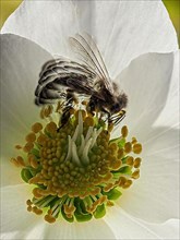 Early bee in motion on Christmas rose blossom in winter