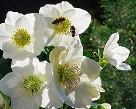 Early bees on Christmas rose blossom in winter