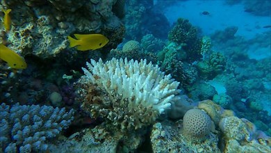 Bleaching and death of corals from excessive seawater heating due to climate change and global warming. Decolored corals in the Red Se