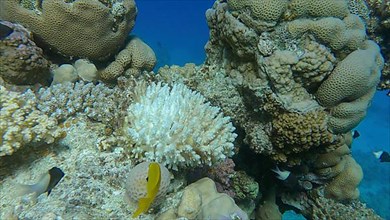 Bleaching and death of corals from excessive seawater heating due to climate change and global warming. Decolored corals in the Red Se