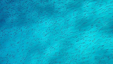 Massive school of small fish swims over sandy bottom background. Shoal of Silver-stripe round herring