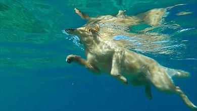 Underwater view golden retriever swim in the sea. The dog swims on the surface of the water. Red sea