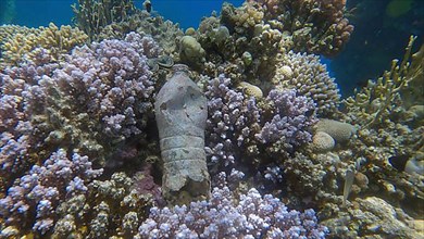 Old plastic bottle lies on the beautiful coral reef. Plastic pollution of the Ocean. Red sea