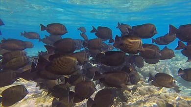 Large school of Surgeonfish slowly swims near coral reef. Brown Surgeonfish