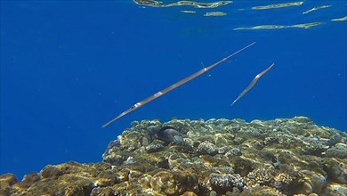 Two Cornetfish morning hunting over top of the coral reef on the shallow water in the sunshine. Bluespotted Cornetfish