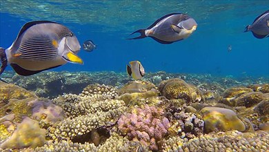 School of Surgeonfish swimming above top of coral reef in sun rays. Red Sea Clown Surgeon