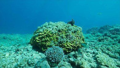 Once beautiful coral reef is overgrown with algae as a result of eutrophication