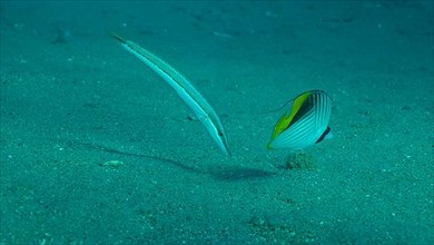 Butterfly fish with Wrasse fish feeds on the sandy bottom. Cross Stripe Butterfly
