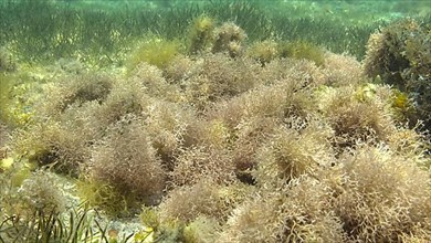 Dense thickets of red algae