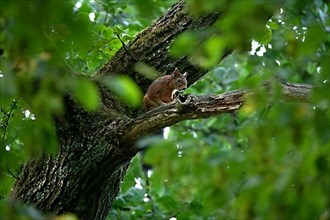 Eurasian red squirrels