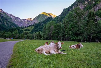 Alpine cows on the long-distance hiking trail E5
