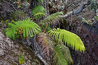 Ferns in lava fissures