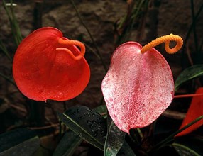 Anthurium sp. tail flowers flamingo flowers and lace leaf flower in Nilgiris