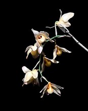 Orchid flower in Nilgiris