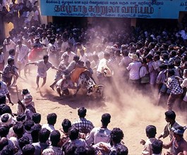 Jallikattu bull taming is part of the tamill harvest festival of Pongal in Madurai
