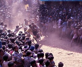 Jallikattu bull taming is part of the tamill harvest festival of pongal. young men chase the bull and try to snatch the cloth/ money that it tiet to its horns to prove their valour