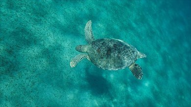 Sea turtle dives to the deep on sandy bottom covered with green sea grass. Green sea turtle