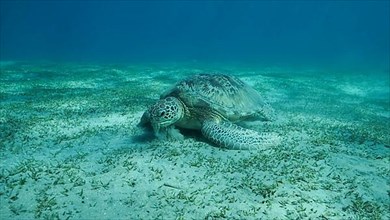 Big Sea Turtle green eats green sea grass on the seabed. Green sea turtle