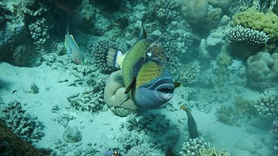 Trigger fish on coral reef. Titan Triggerfish