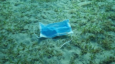 Used face mask lies on sandy bottom covered with green seagrass in sunlight. Discarded face masks polluting seabed since Coronavirus COVID-19. Pollution of Oceans. Red Sea