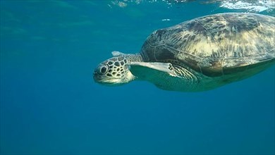 Big Sea Turtle swim under surface of the. Green sea turtle