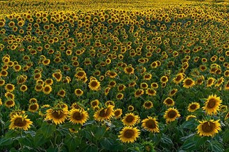 A background with sunflowers in a summertime evening. Alsace