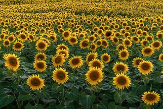 A background with sunflowers in a summertime evening. Alsace