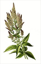 Veronica longifolia