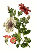 Petunias hybrid