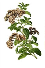 Heliotropium peruvianum
