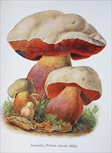 Mushroom