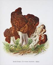 Mushroom